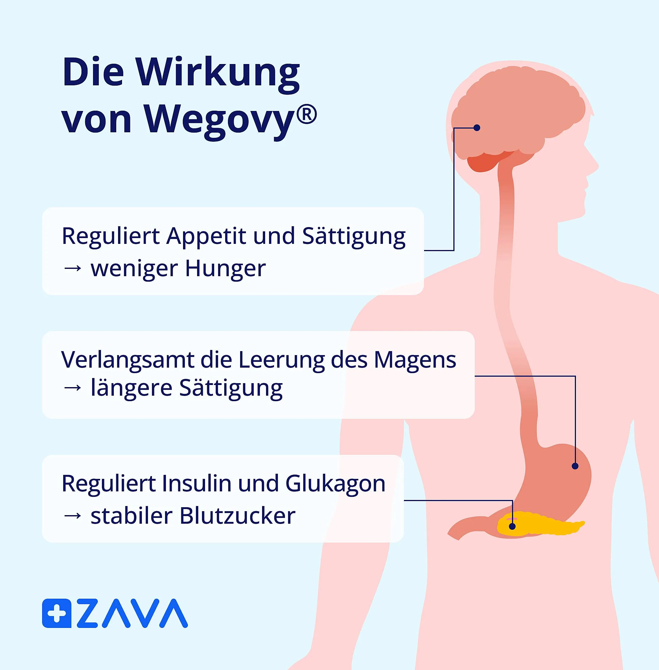 Grafik zur Wirkung von Wegovy® mit Darstellung von Gehirn, Magen und Bauchspeicheldrüse sowie den Effekten auf Appetit, Magenentleerung und Blutzucker.